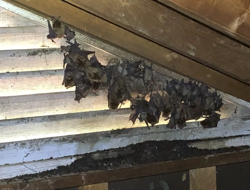 Bats clustered along screened attic roof framing