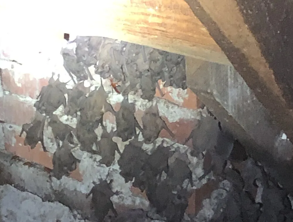 Bats clustered beneath wooden roof framing in an attic