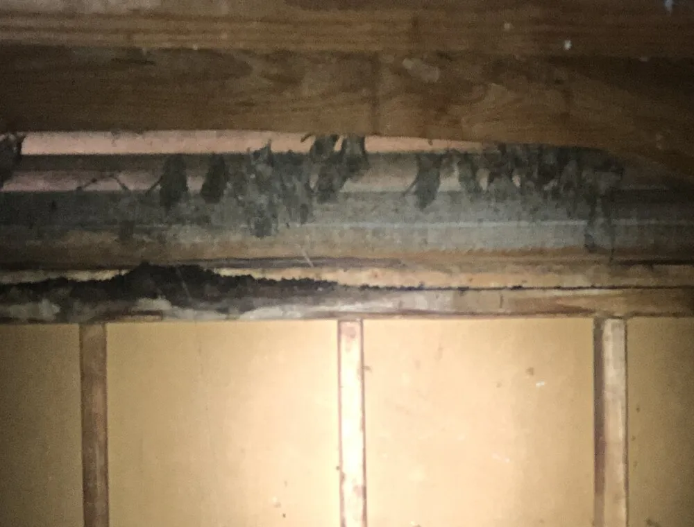 Attic insulation below wooden roof framing