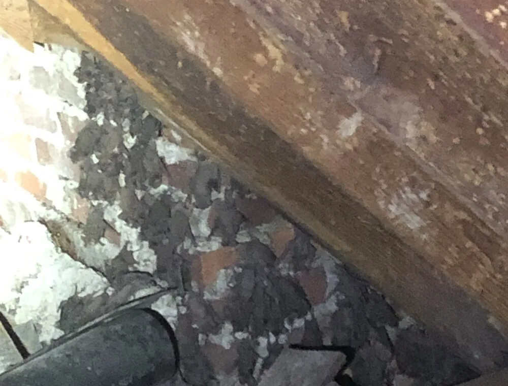 Bats roosting beneath attic roof boards
