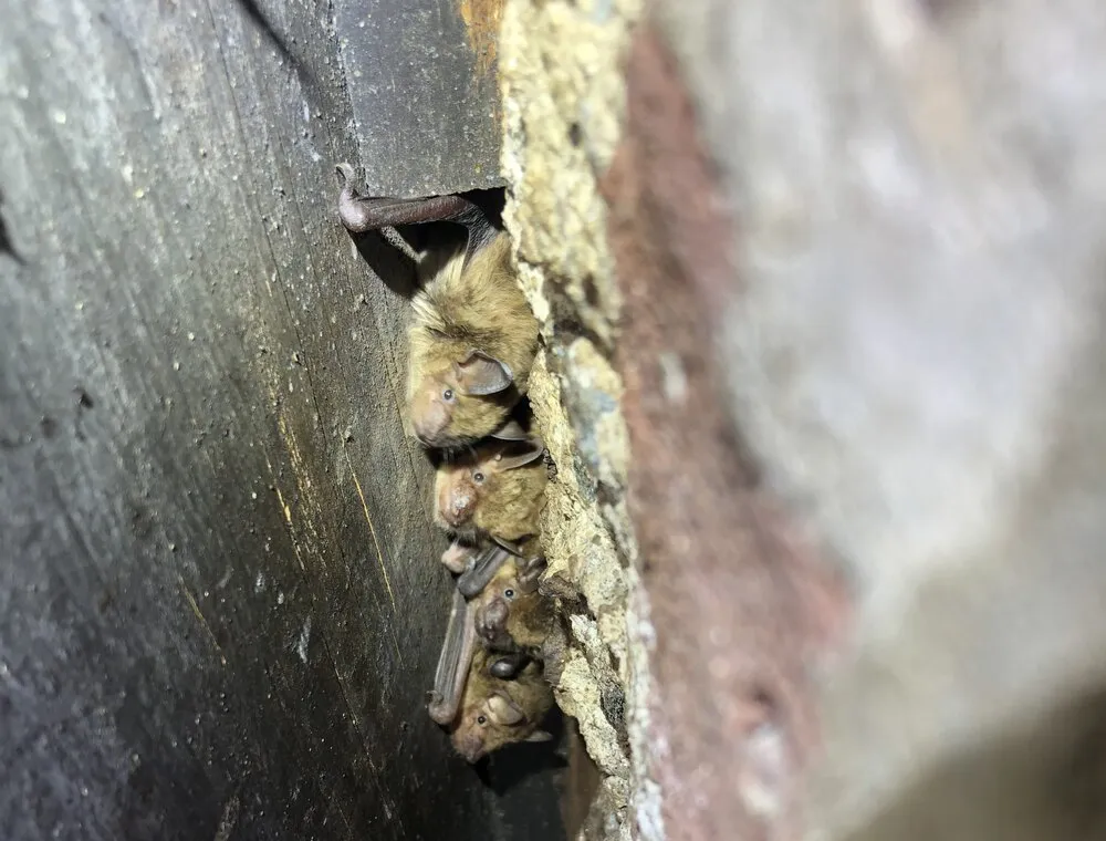 Bats tucked into a narrow gap beside wood trim