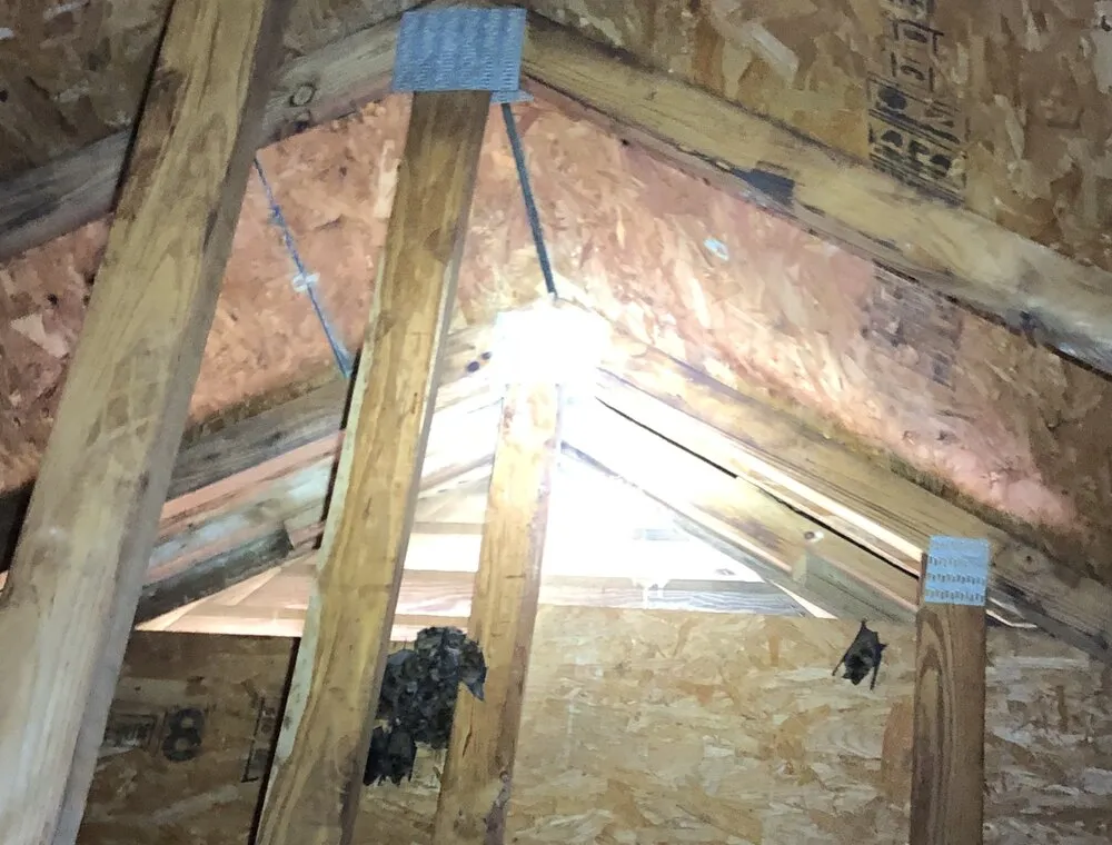 Bats roosting near roof framing inside an attic