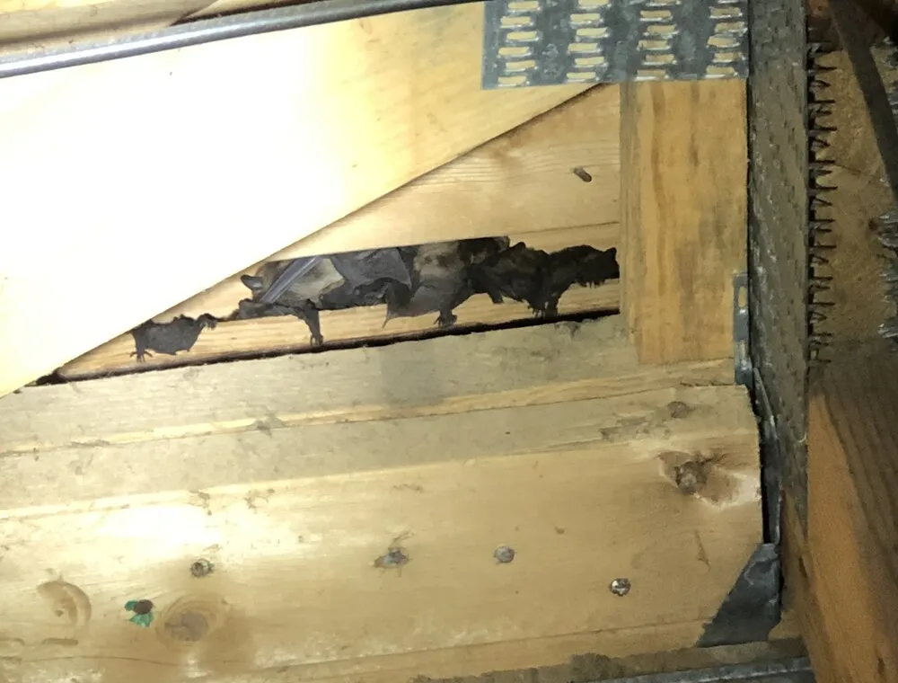 Bats lined up along a gap in attic framing