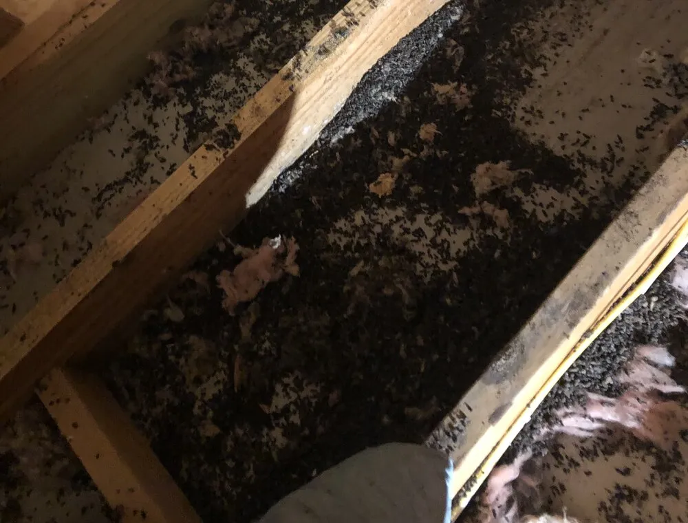 Open attic cavity between wooden roof rafters