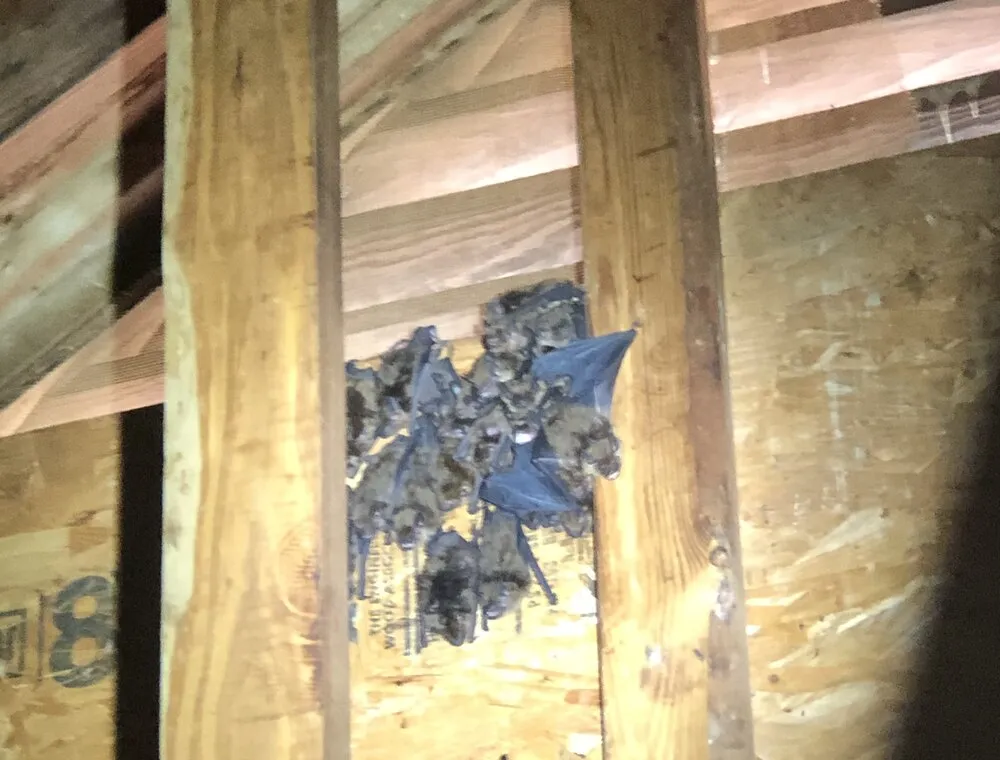 Bats roosting between exposed wooden attic framing