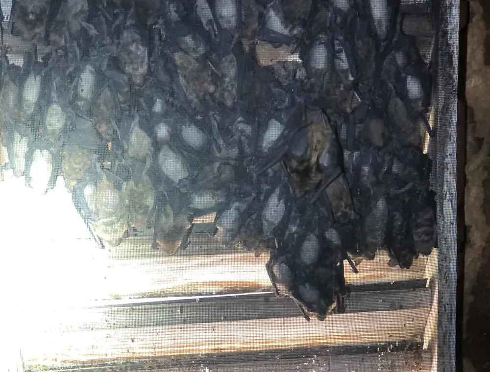 Large bat colony clustered behind a screen in an attic