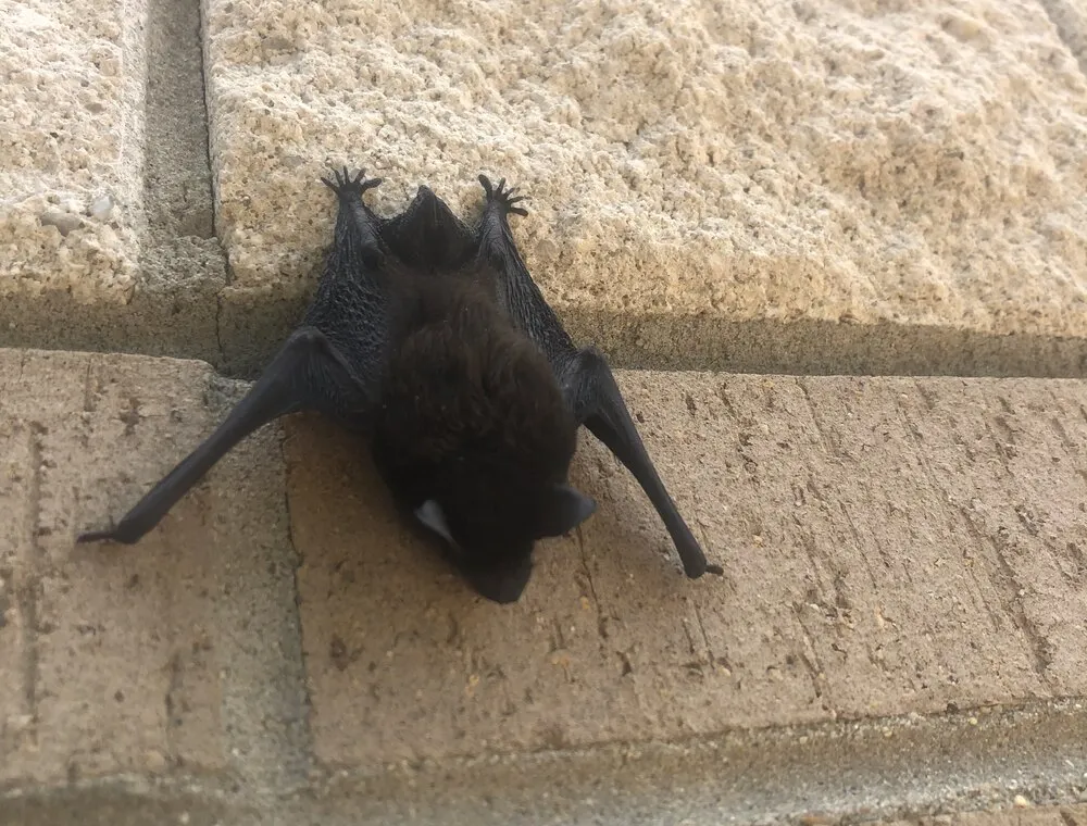 A bat with wings spread against a block wall