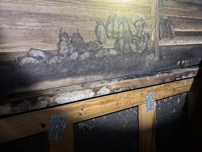 Bats roosting along wood sheathing in an attic