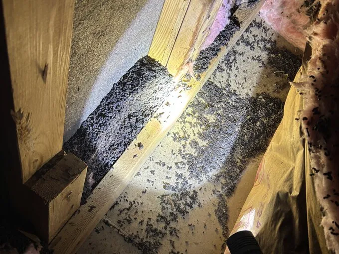 Dark debris scattered over attic sheathing beside insulation