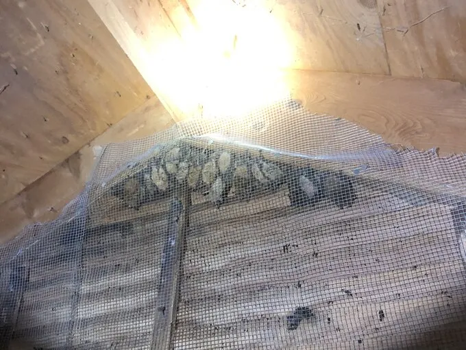 Bats clustered behind mesh screening in an attic