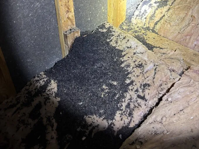Dark debris gathered between attic rafters