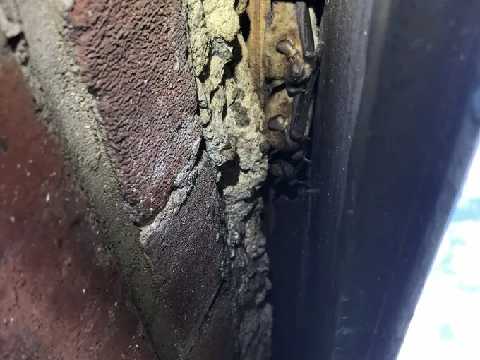 Bats tucked into a narrow exterior wall gap