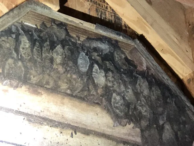 Bats gathered behind mesh in an attic